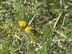 Vachellia gerrardii