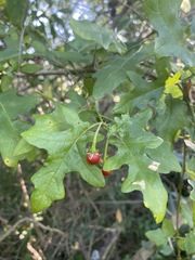 Image of Solanum torreanum