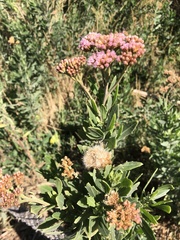 Tessaria absinthioides