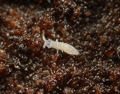 Schaefferia decemoculata