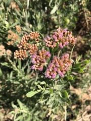 Tessaria absinthioides