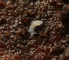 Schaefferia decemoculata