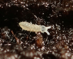 Schaefferia decemoculata