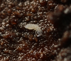 Schaefferia decemoculata