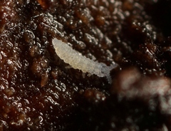 Schaefferia decemoculata