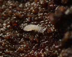 Schaefferia decemoculata