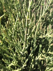 Salicornia neei