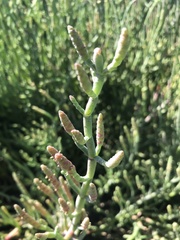 Salicornia neei
