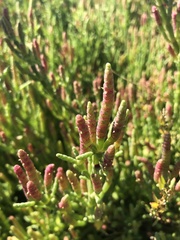 Salicornia neei