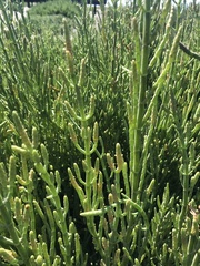 Salicornia neei