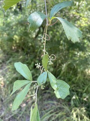 Rhoicissus tridentata