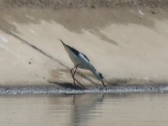 Himantopus mexicanus