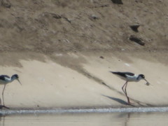 Himantopus mexicanus