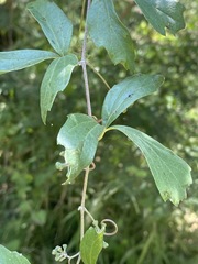 Rhoicissus tridentata