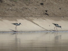Himantopus mexicanus