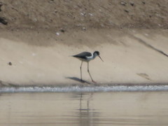Himantopus mexicanus