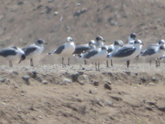 Leucophaeus pipixcan