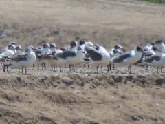 Leucophaeus pipixcan