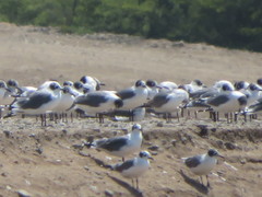 Leucophaeus pipixcan