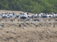 Leucophaeus pipixcan