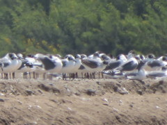 Leucophaeus pipixcan