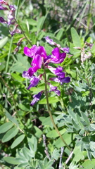 Hedysarum dasycarpum