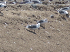 Leucophaeus pipixcan