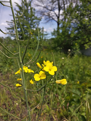 Brassica napus