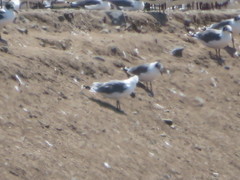 Leucophaeus pipixcan