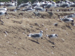 Leucophaeus pipixcan