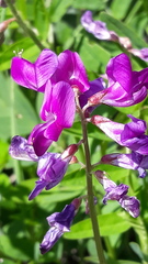 Hedysarum dasycarpum