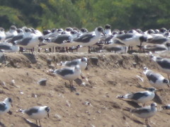 Leucophaeus pipixcan