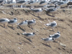 Leucophaeus pipixcan