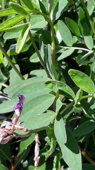 Hedysarum dasycarpum