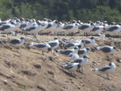 Leucophaeus pipixcan