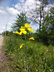 Brassica napus