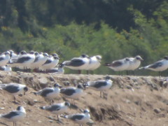 Leucophaeus pipixcan