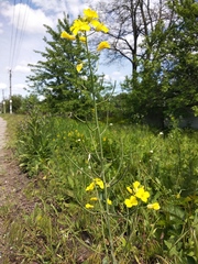 Brassica napus