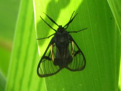 Dinia subapicalis