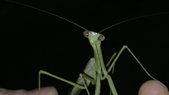 Archimantis