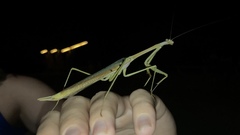 Archimantis