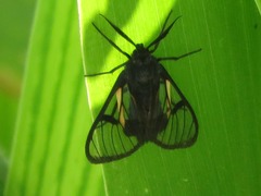 Dinia subapicalis