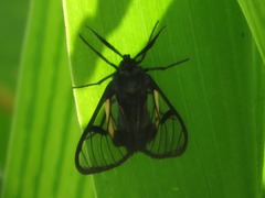 Dinia subapicalis