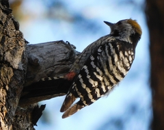 Dendrocoptes auriceps