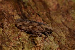 Errotasa neovalesiaca