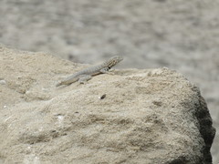 Microlophus peruvianus