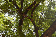 Epomophorus gambianus