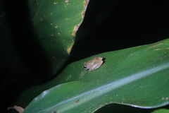 Diasporus