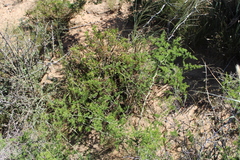 Asparagus multiflorus
