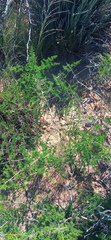 Asparagus multiflorus